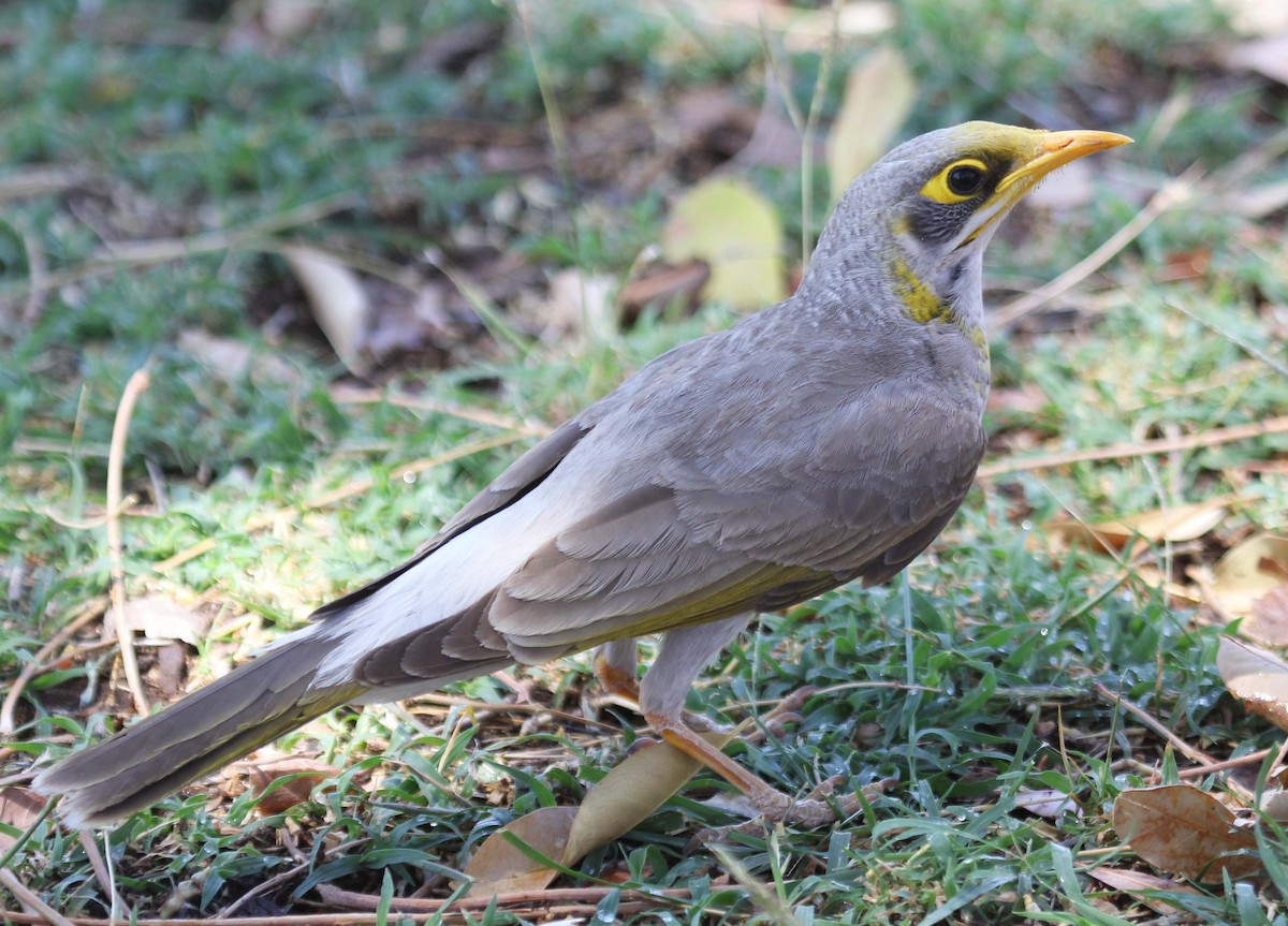 Yellow-throated Miner - Niel Bruce