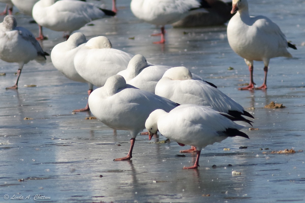 Ross's Goose - ML414129691