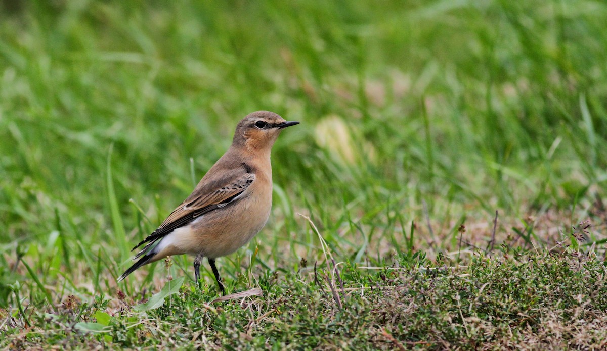 Northern Wheatear (Greenland) - Jay McGowan