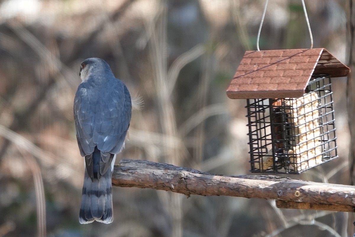 Sharp-shinned Hawk - ML414131521