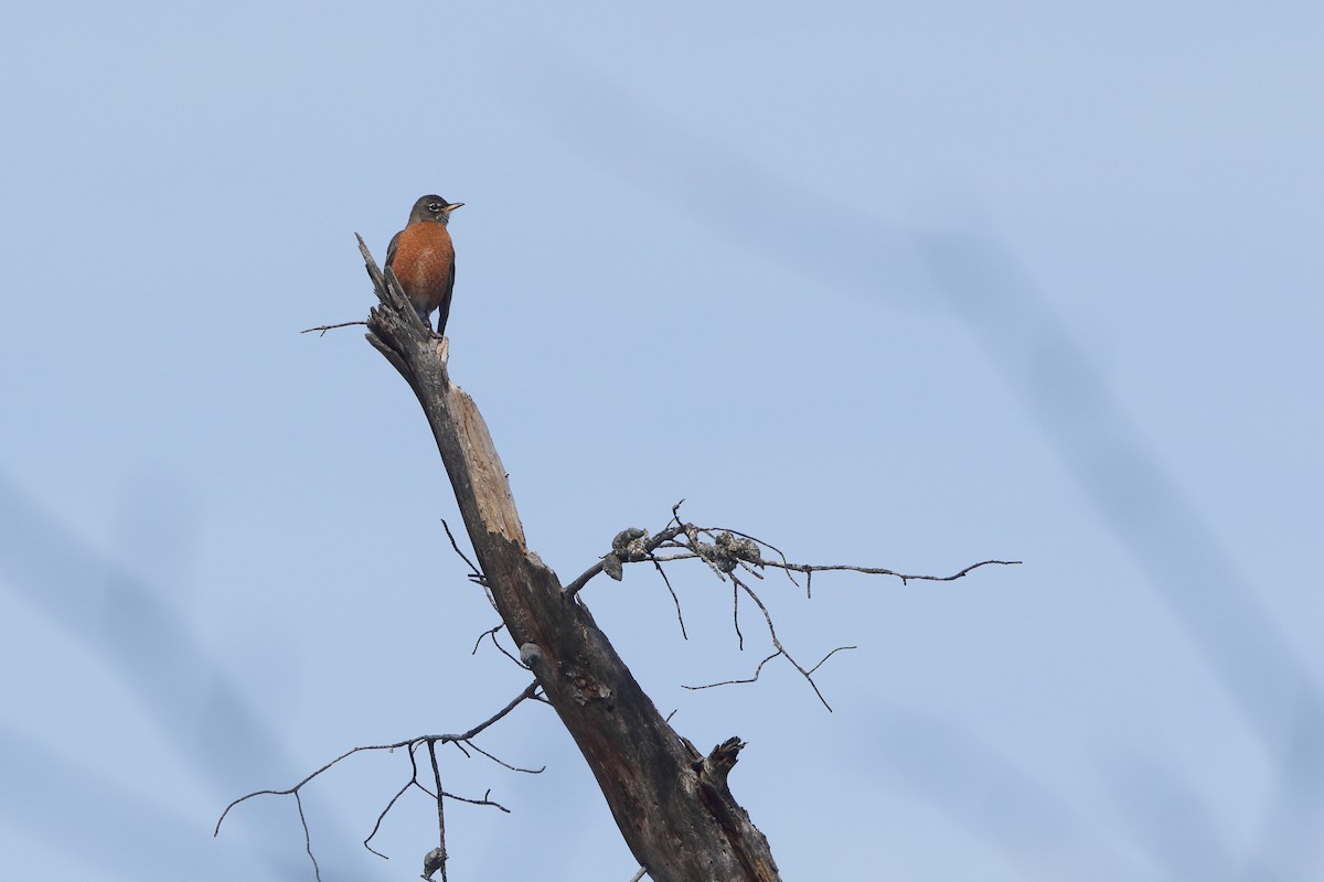 American Robin - ML414132541