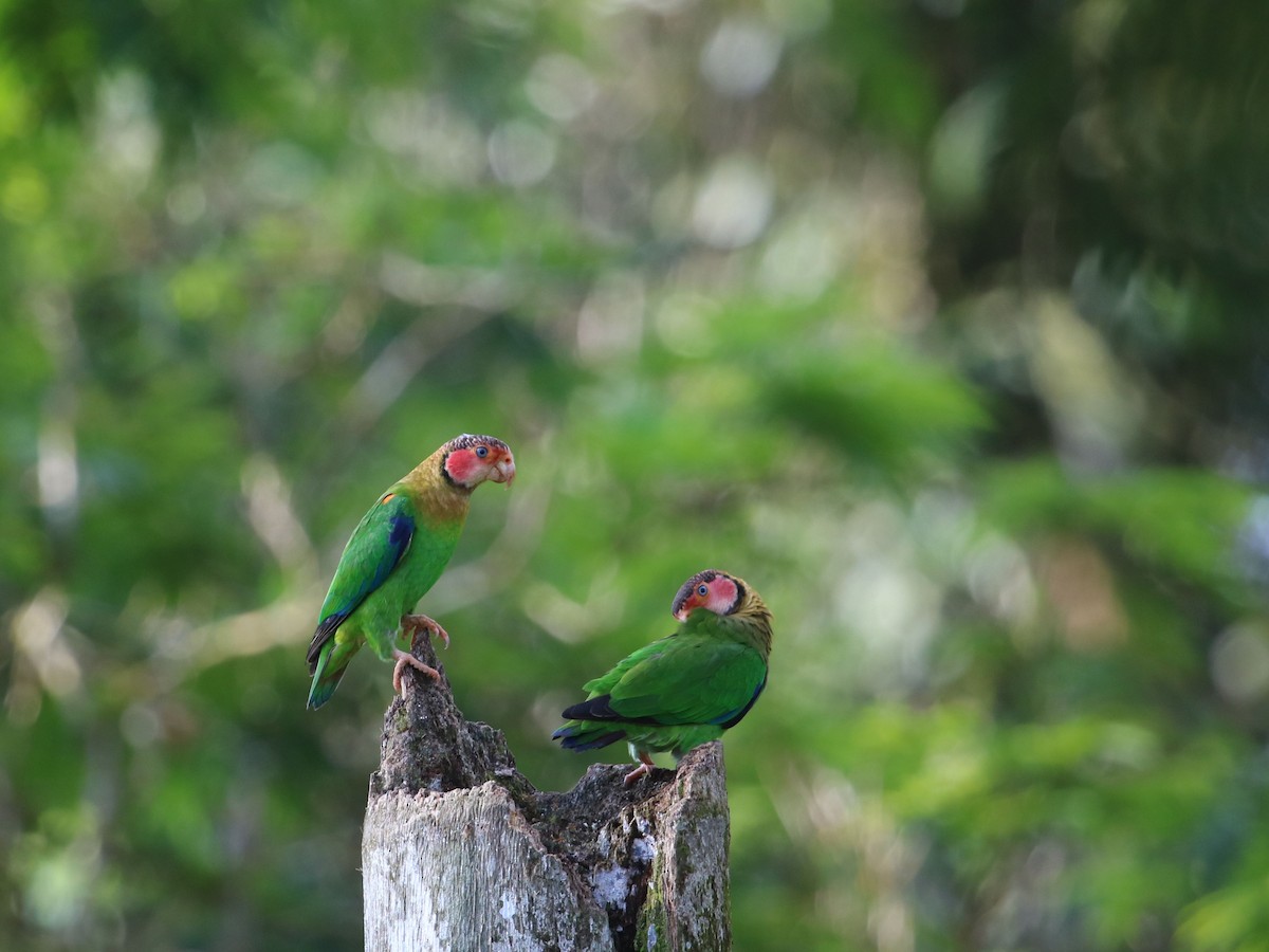 Rose-faced Parrot - Daniel Hegedus