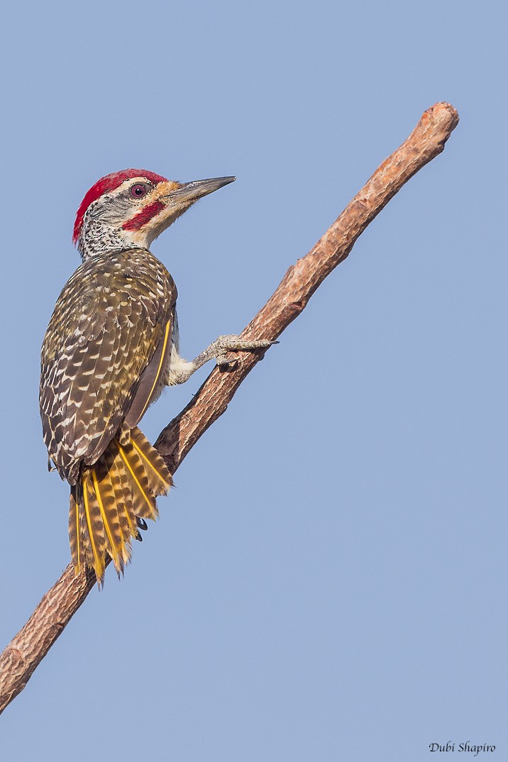 Nubian Woodpecker - Dubi Shapiro