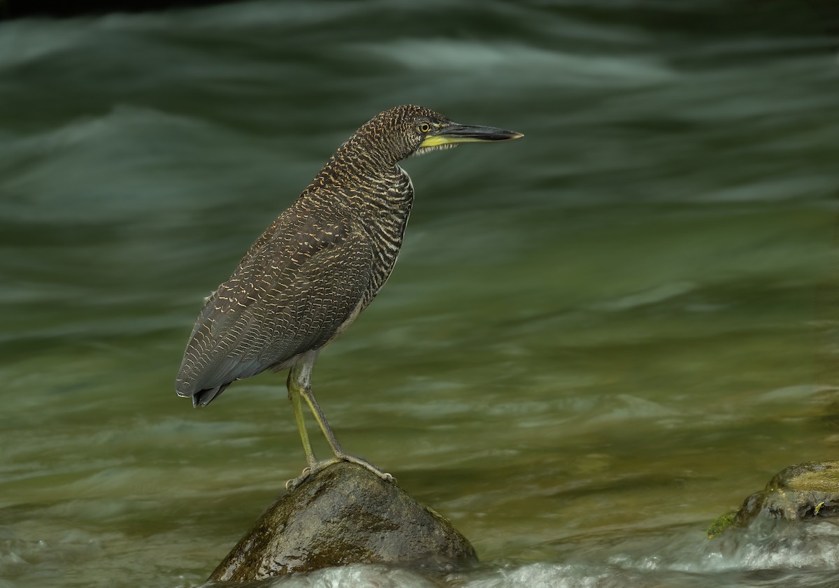 Fasciated Tiger-Heron - ML414134881