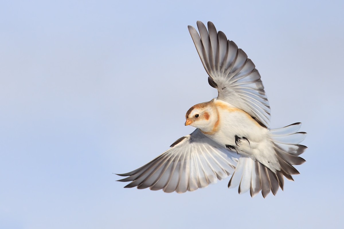 Snow Bunting - Ryan Sanderson