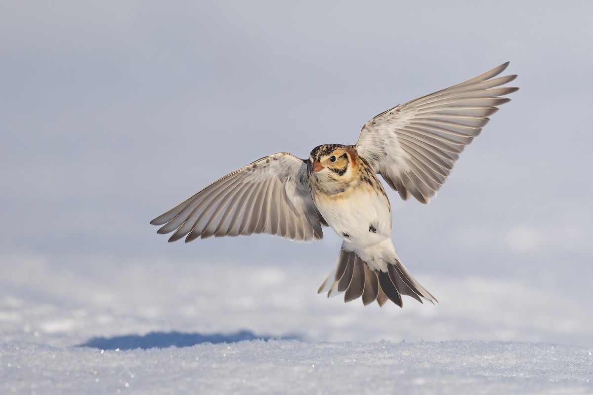 Lapland Longspur - ML414136151