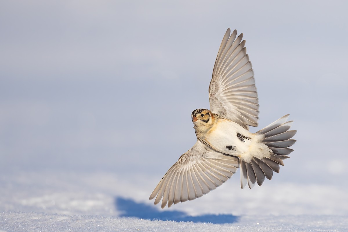 Lapland Longspur - ML414136161