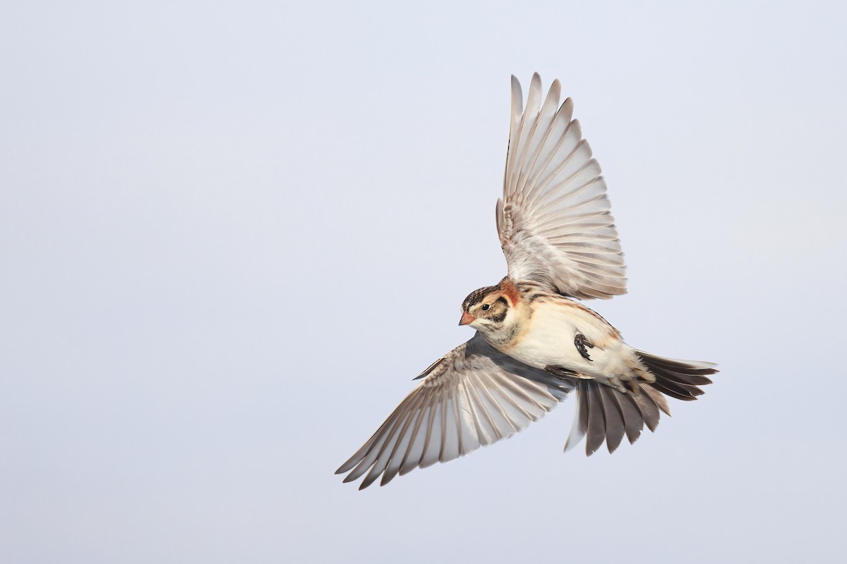 Lapland Longspur - ML414136171