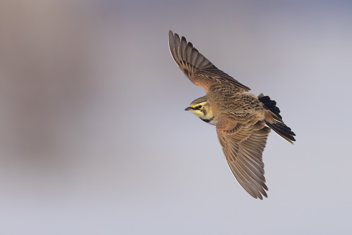 Horned Lark - Ryan Sanderson