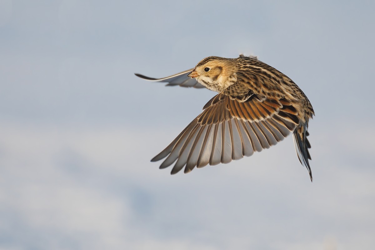 Lapland Longspur - ML414136191