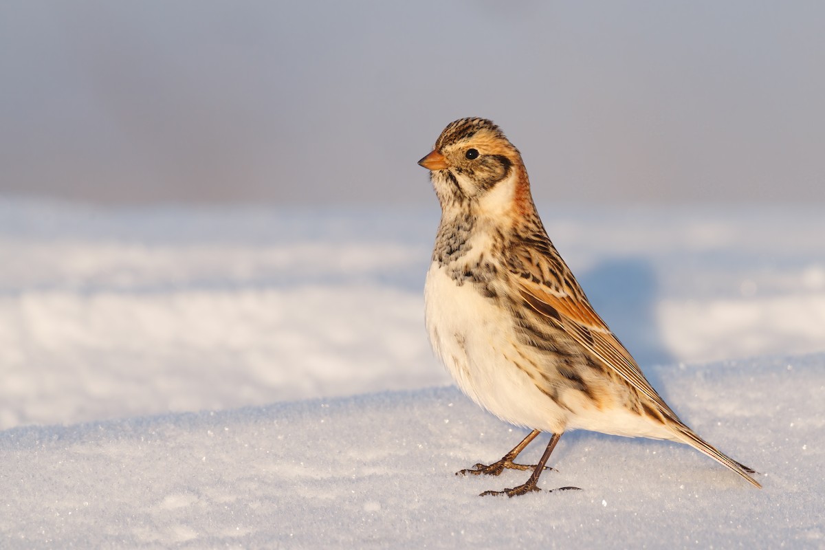 Lapland Longspur - ML414136211