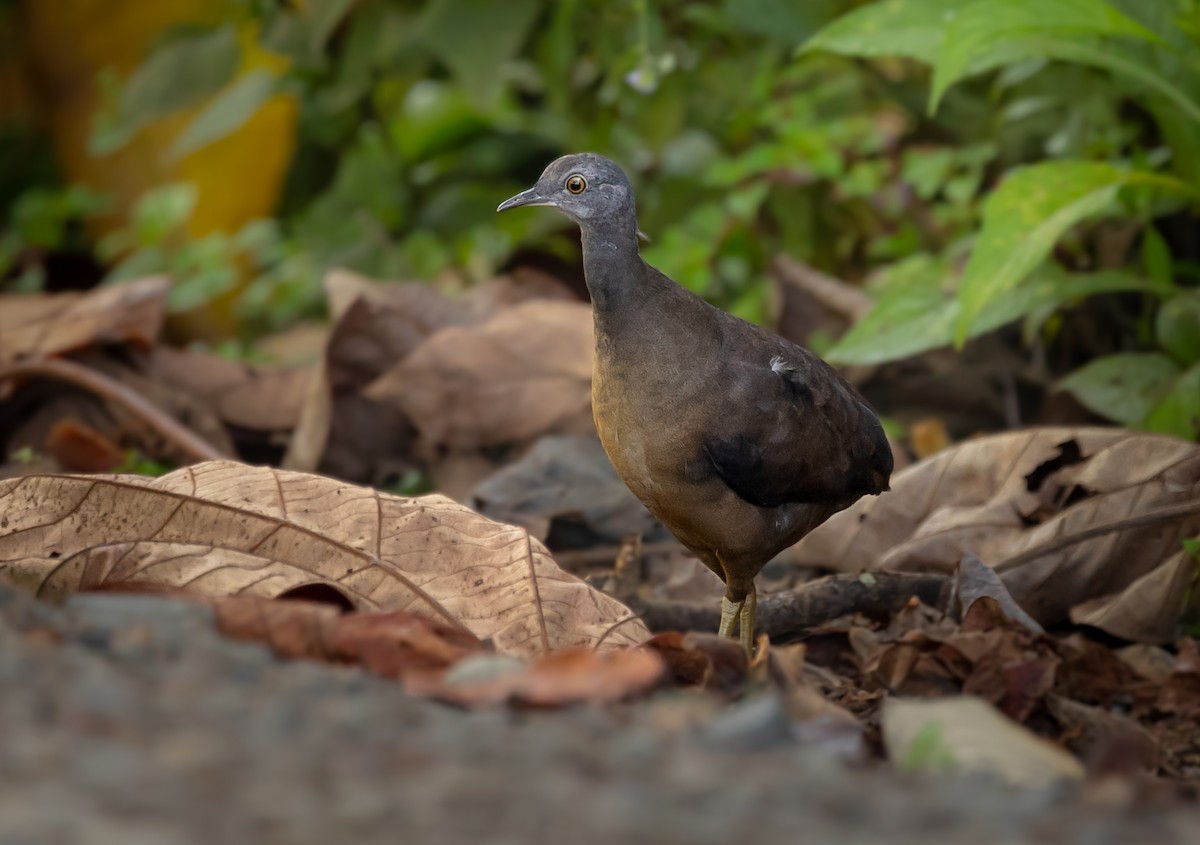 Little Tinamou - ML414136371