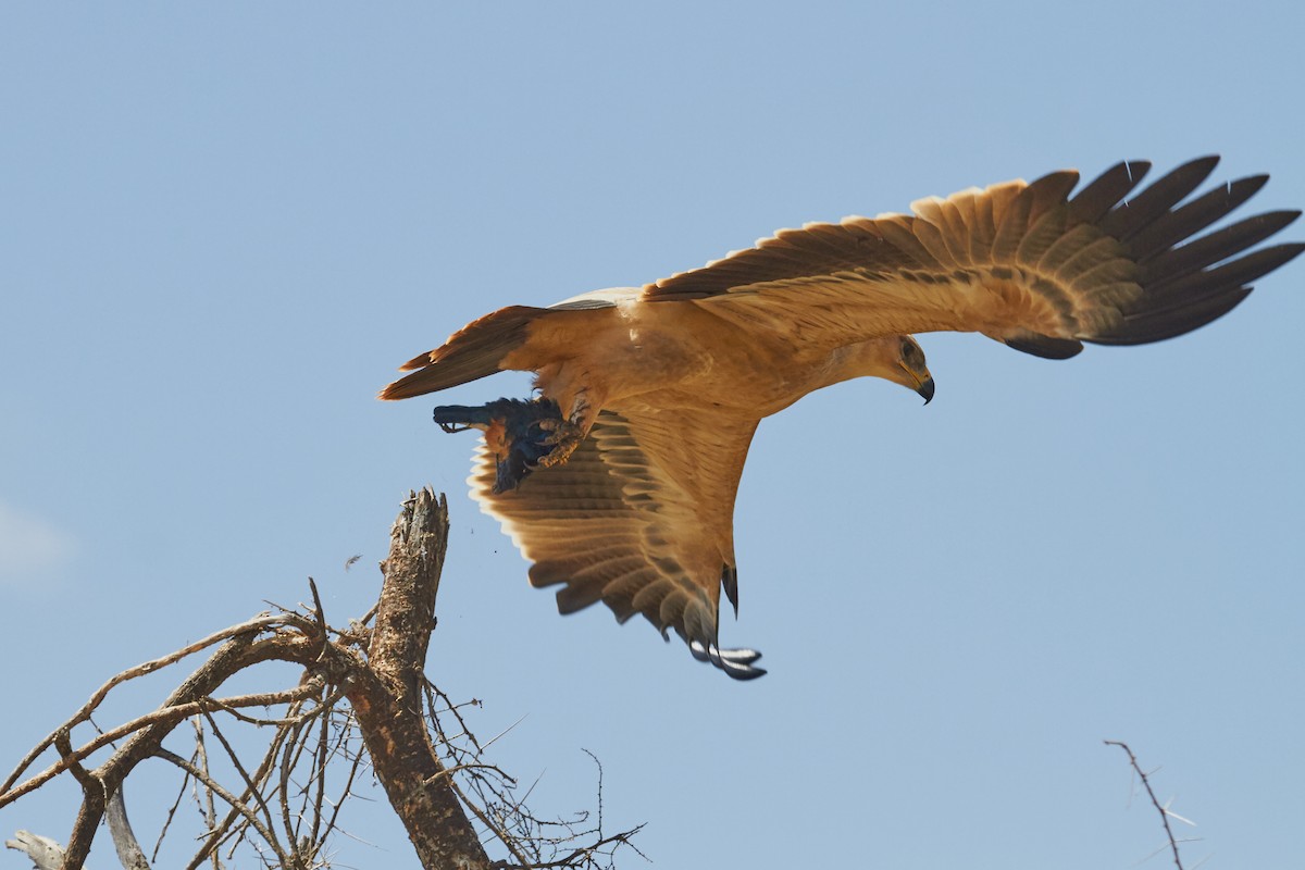 Tawny Eagle - ML41413861