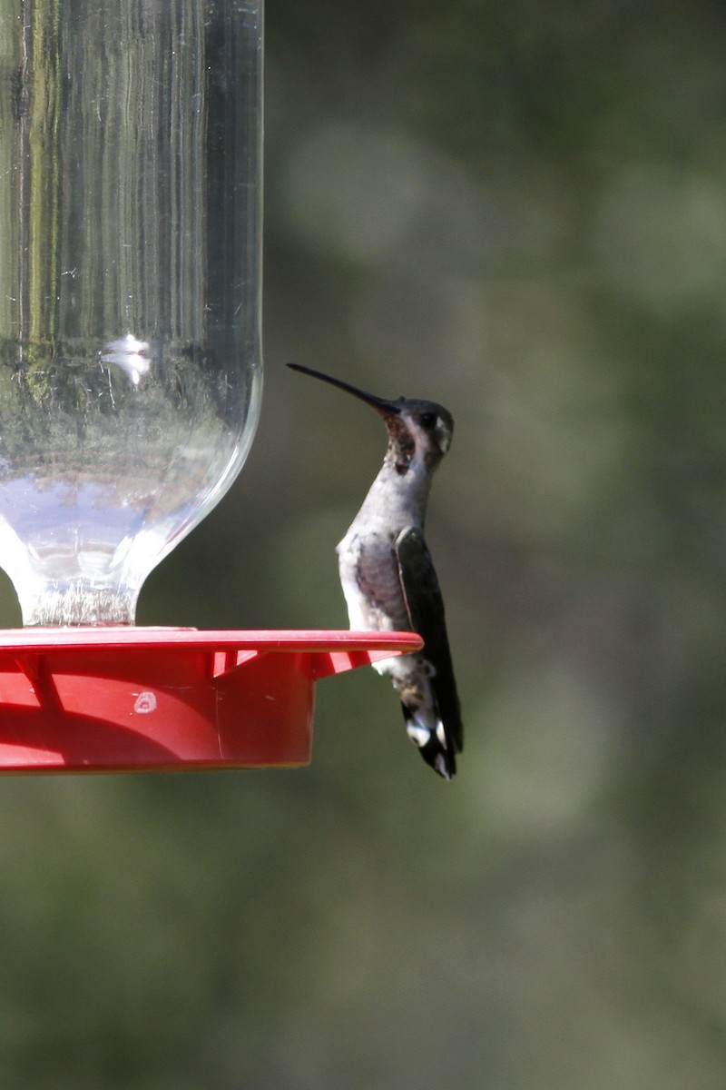 Plain-capped Starthroat - ML414139431