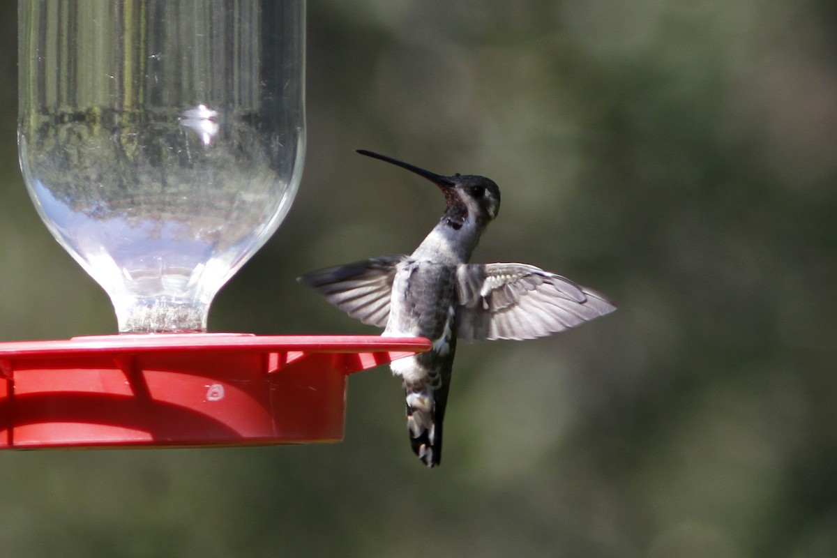 kolibřík achátový - ML414139471