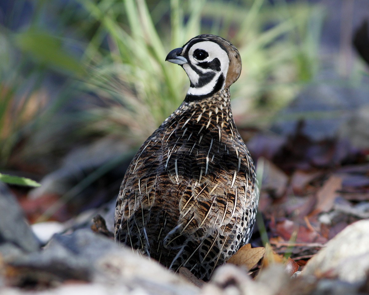 Montezuma Quail - ML414139741