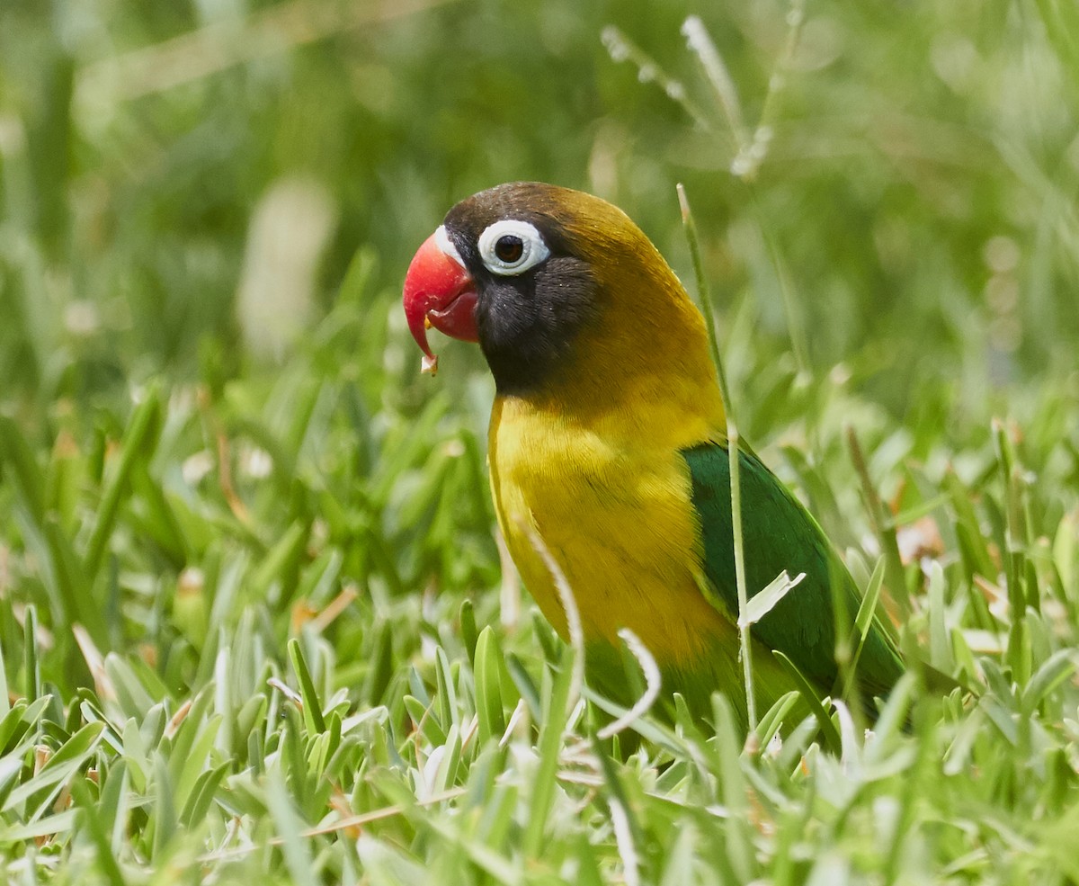 Yellow-collared Lovebird - ML41414571