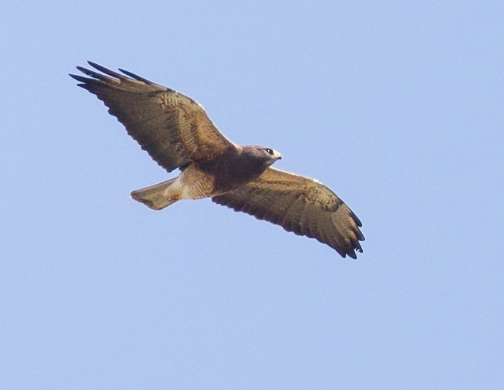 Swainson's Hawk - ML414149081