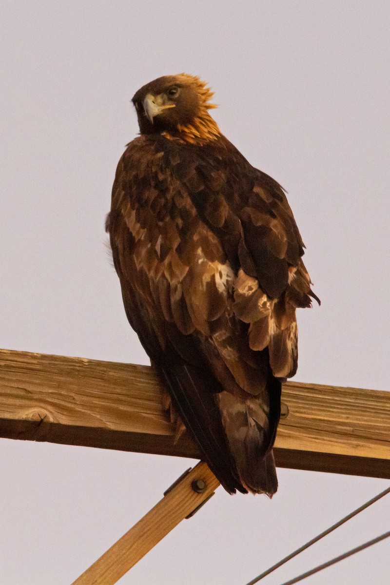 Águila Real - ML414149241