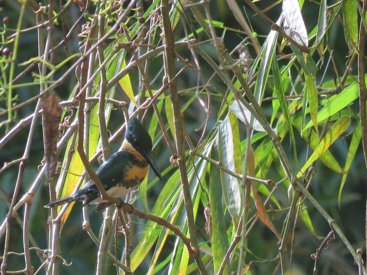 Green Kingfisher - ML414150571