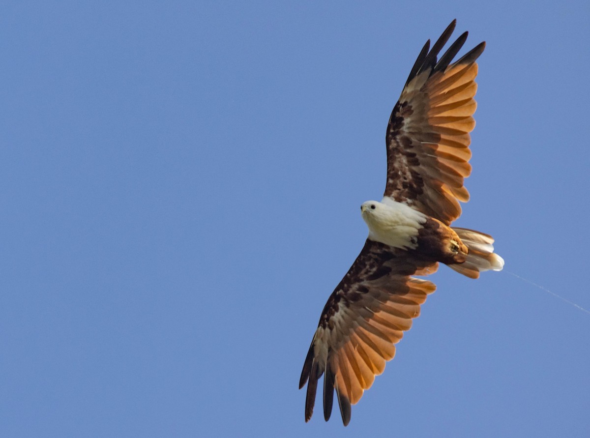 Brahminy Kite - Geoff Dennis