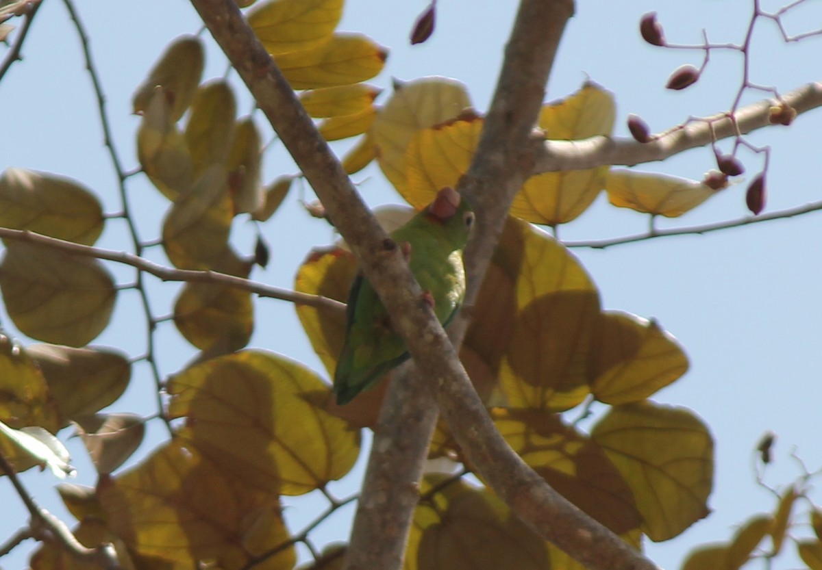 Orange-chinned Parakeet - ML41415171
