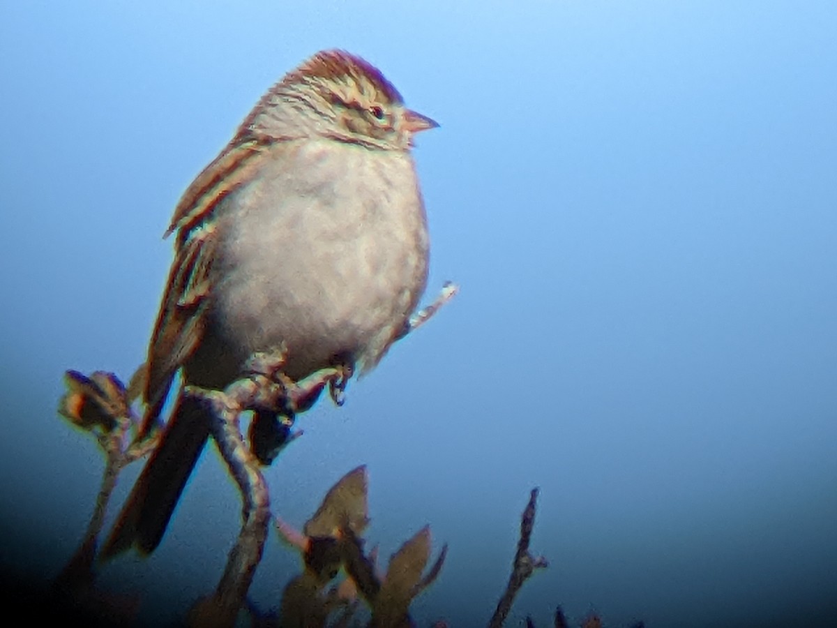 Chipping Sparrow - ML414151811