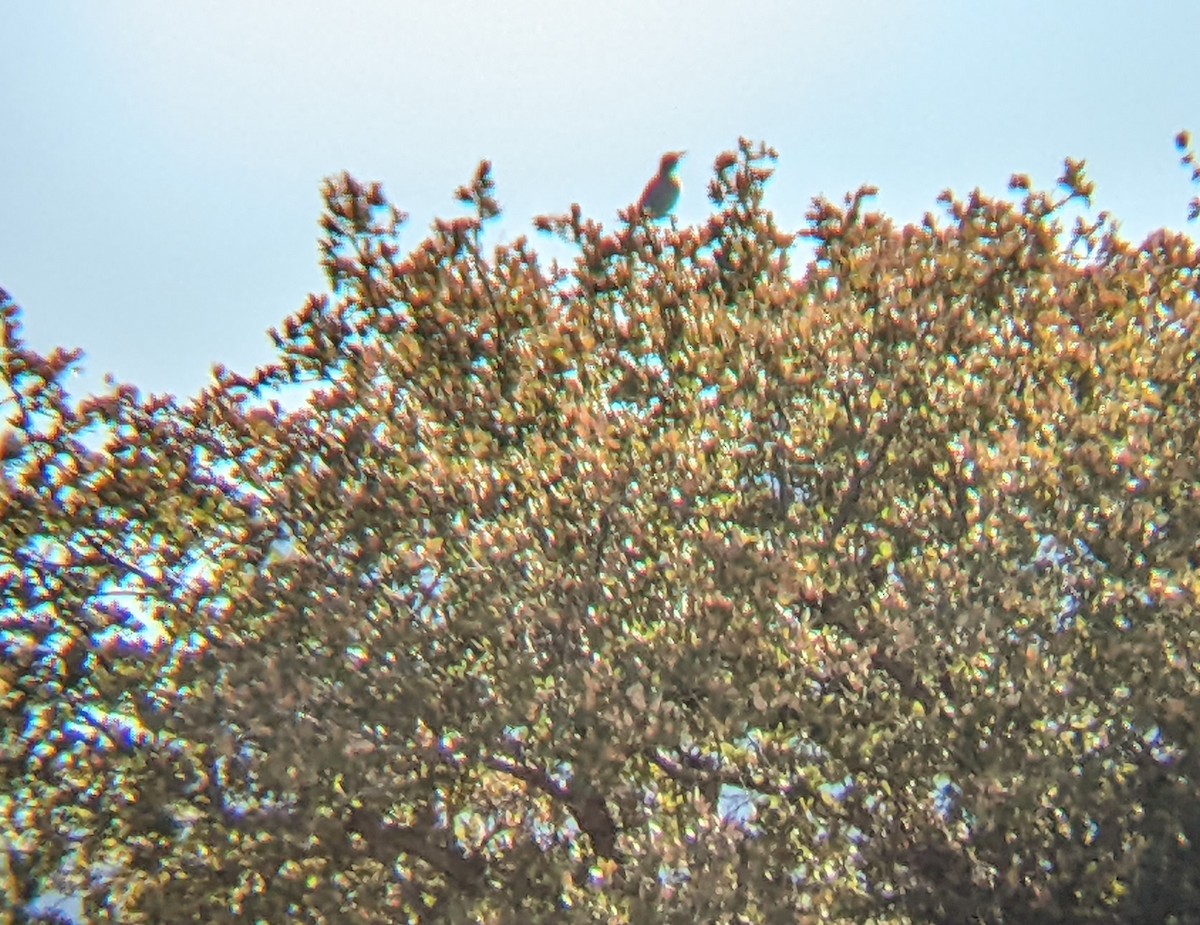 Western Meadowlark - ML414151961