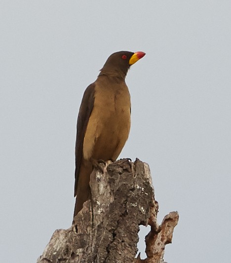 Yellow-billed Oxpecker - ML41415201