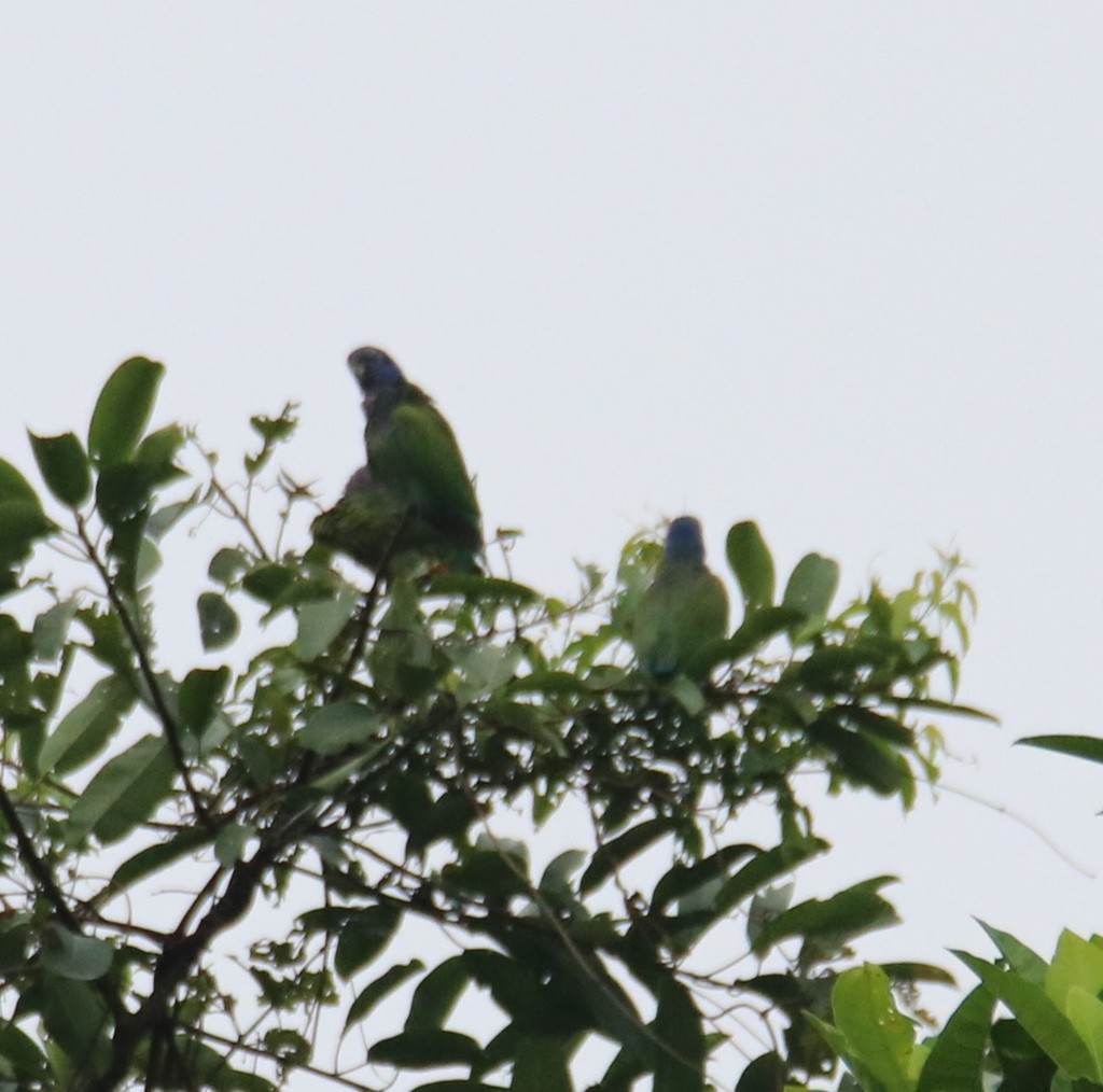 Loro Cabeciazul - ML414152341