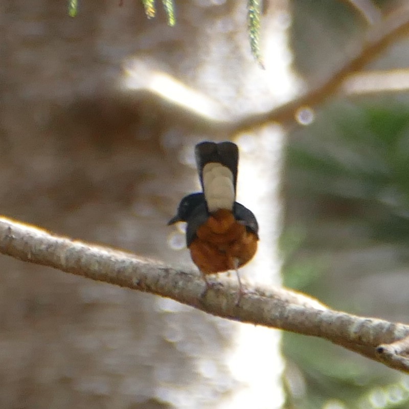 White-rumped Shama - ML414156281