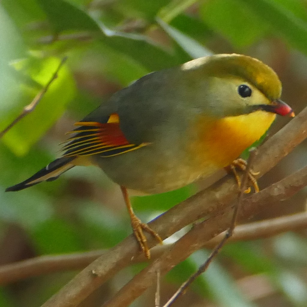 Red-billed Leiothrix - 4paul bird