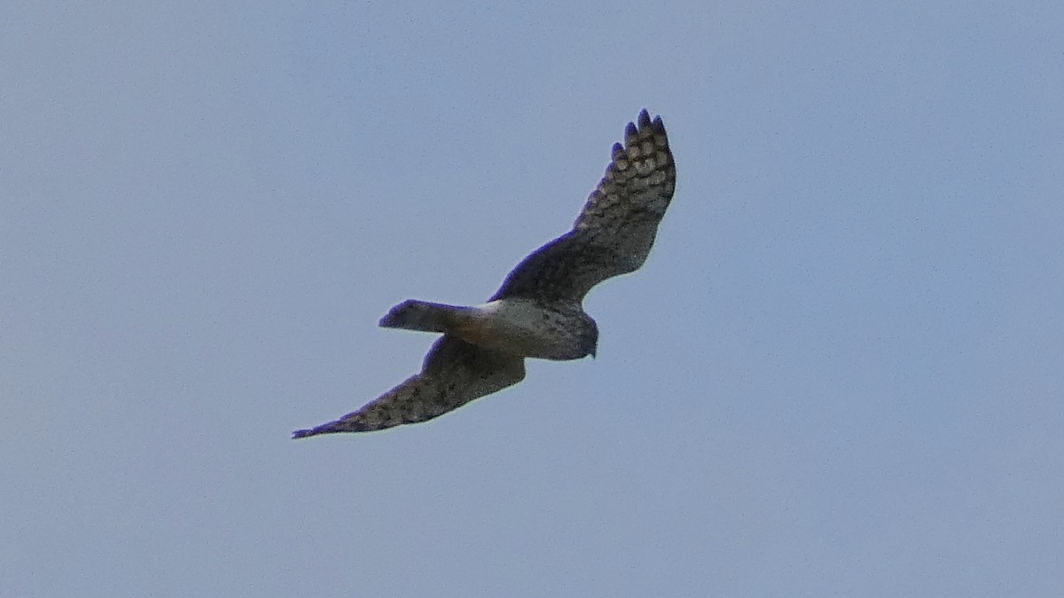 Northern Harrier - ML414156831