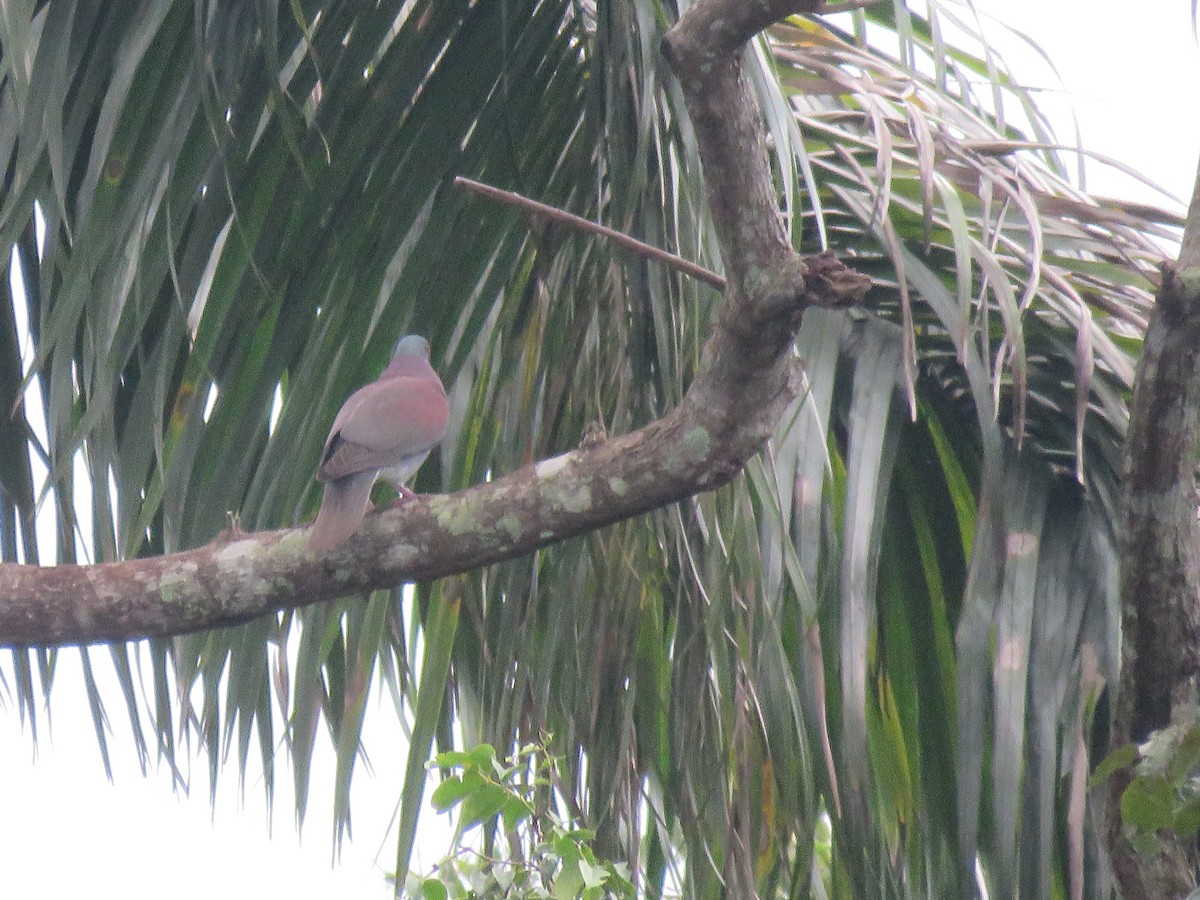 Pale-vented Pigeon - ML414158111