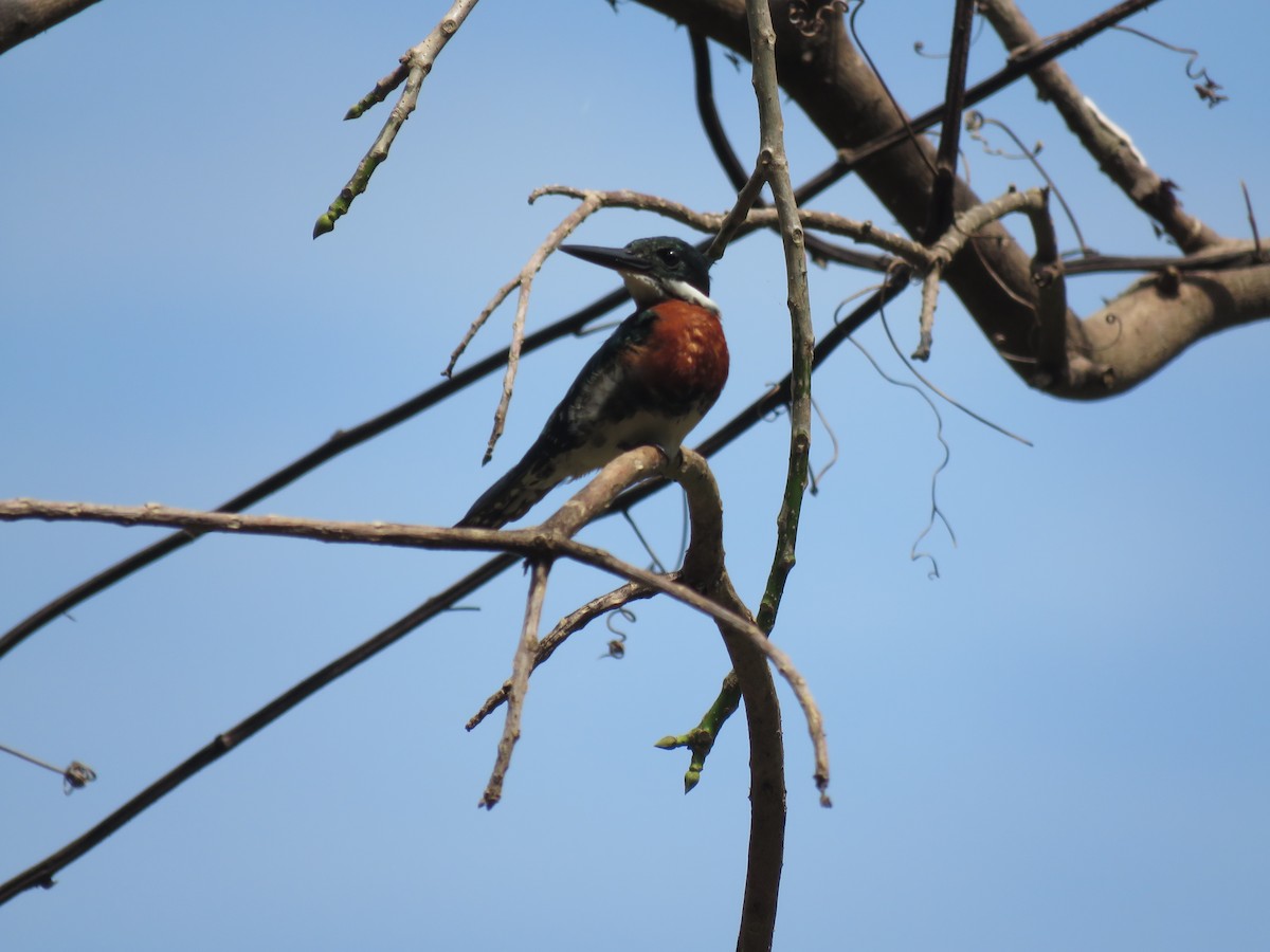 Green Kingfisher - ML414159031