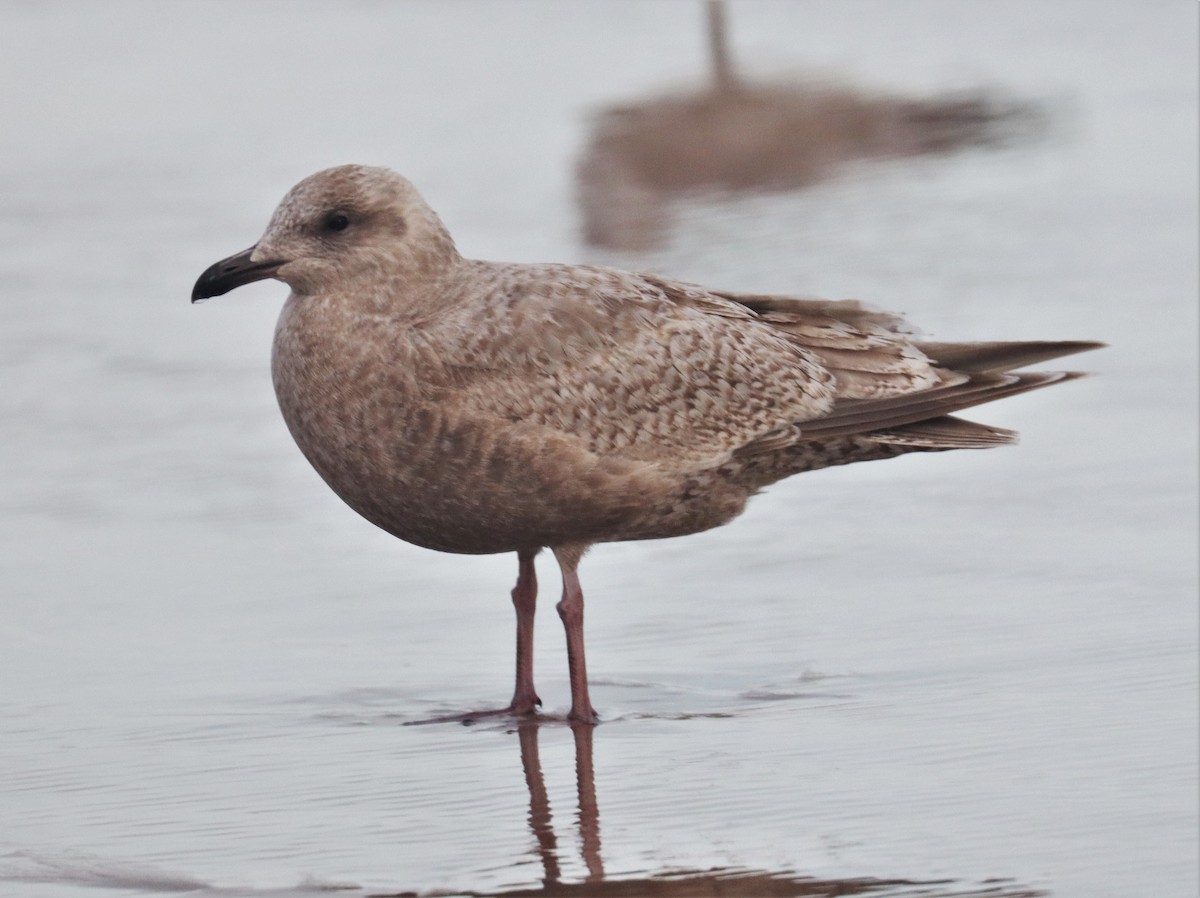 Iceland Gull (Thayer's) - ML414159701