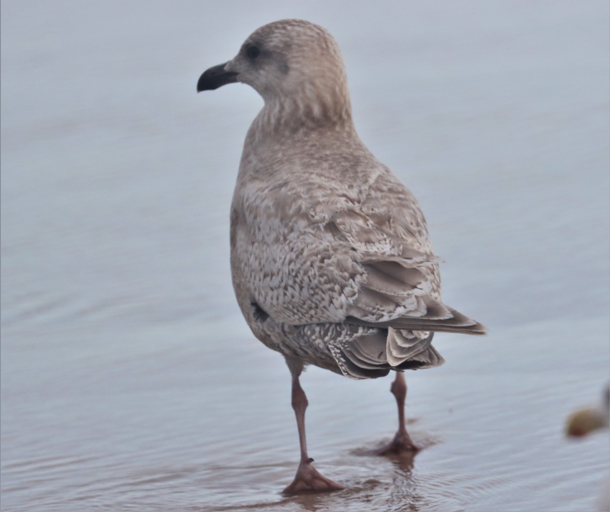 Iceland Gull (Thayer's) - ML414159751