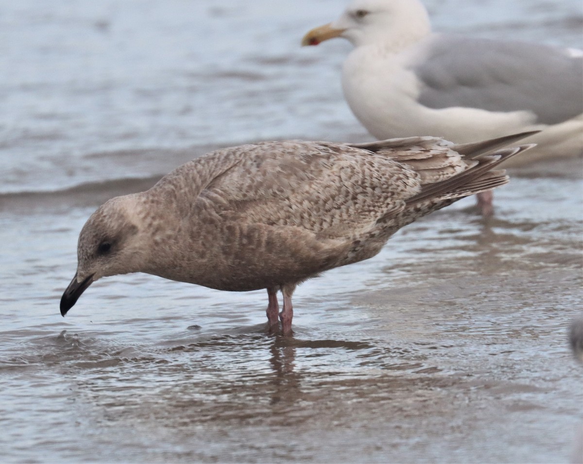 Iceland Gull (Thayer's) - ML414159761