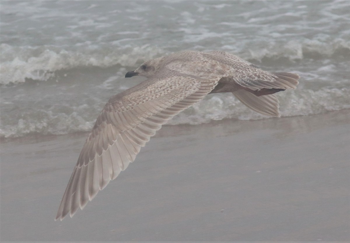 Iceland Gull (Thayer's) - ML414159811