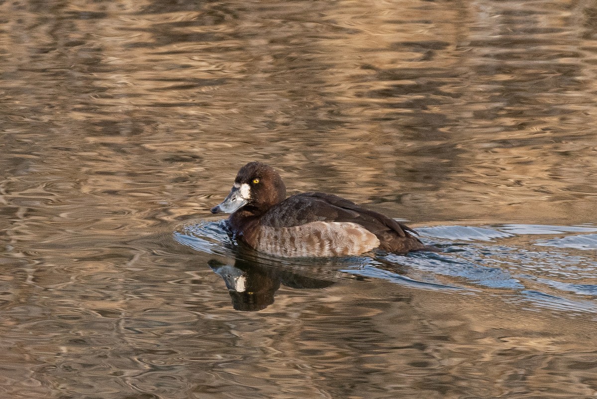 Greater Scaup - ML414159881