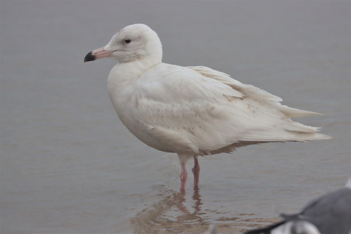Glaucous Gull - ML414160131