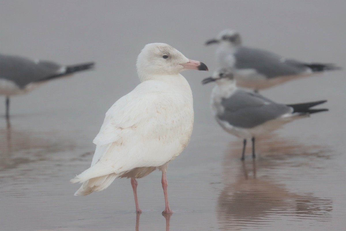 Glaucous Gull - ML414160141