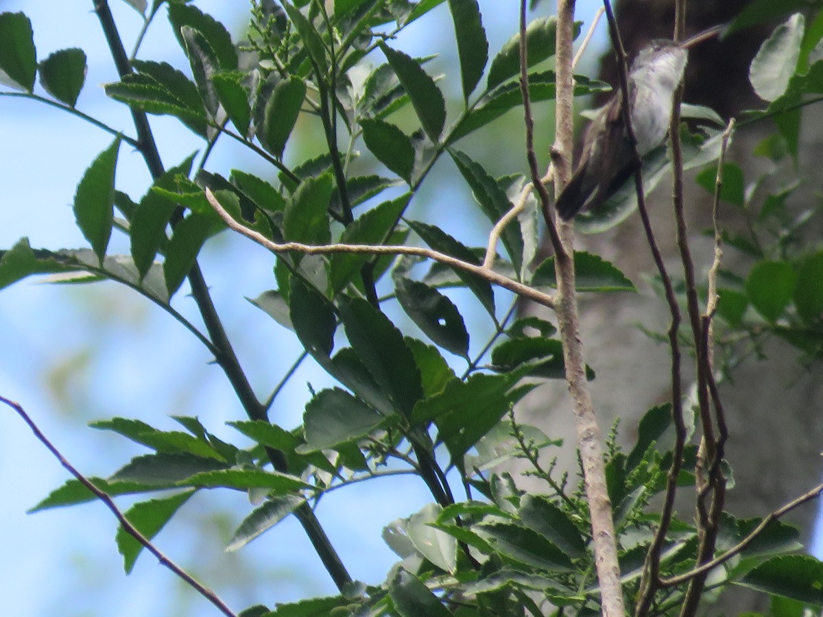 kolibřík běloprsý - ML414160901