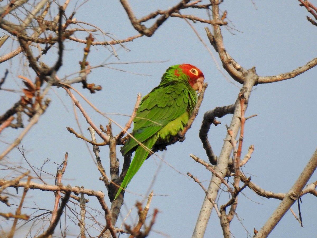 Guayaquil Papağanı - ML414161191