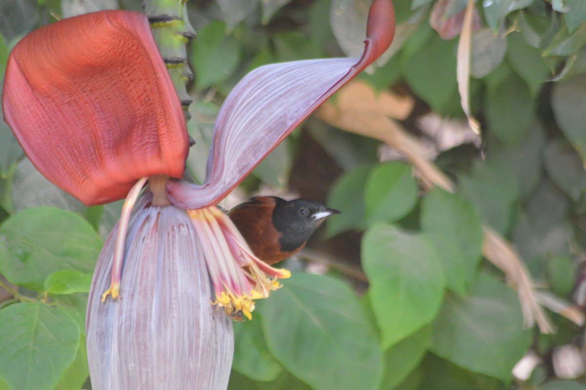 Orchard Oriole - ML414161331