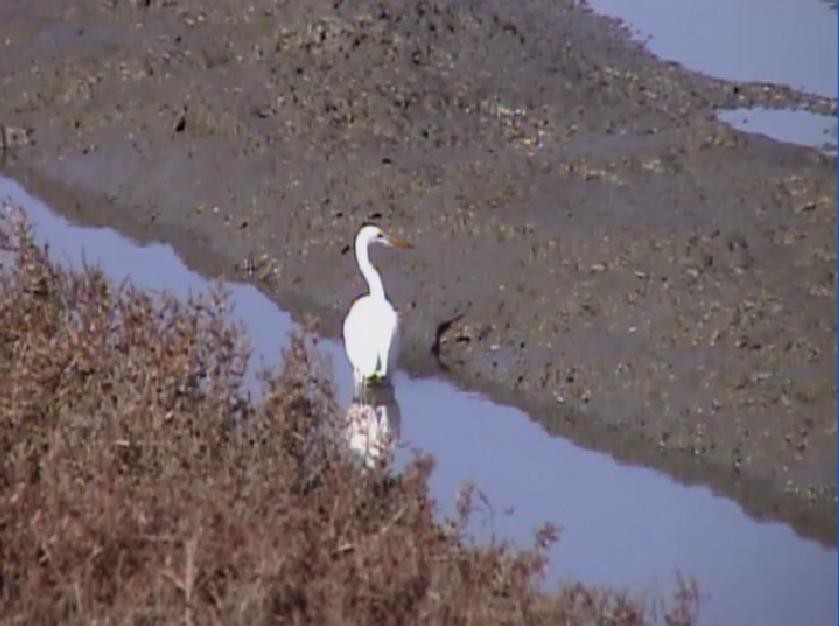 Great Egret - ML414161611