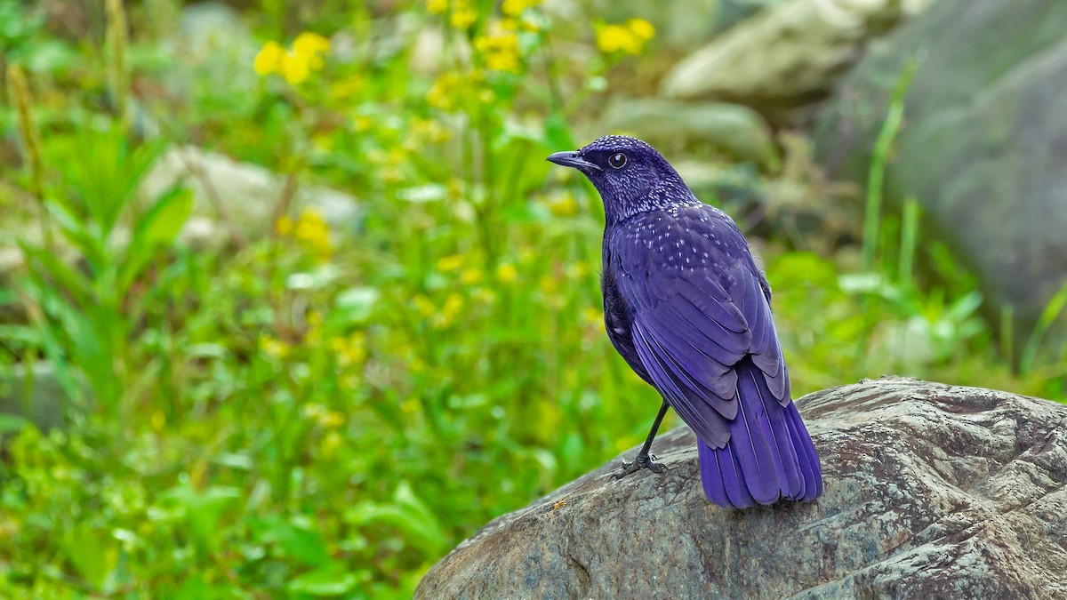 Blue Whistling-Thrush - ML414163401