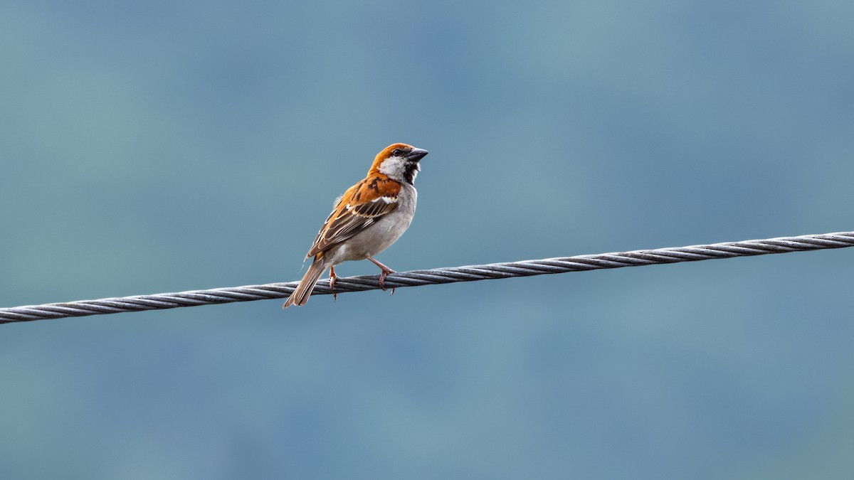 Russet Sparrow - ML414163421