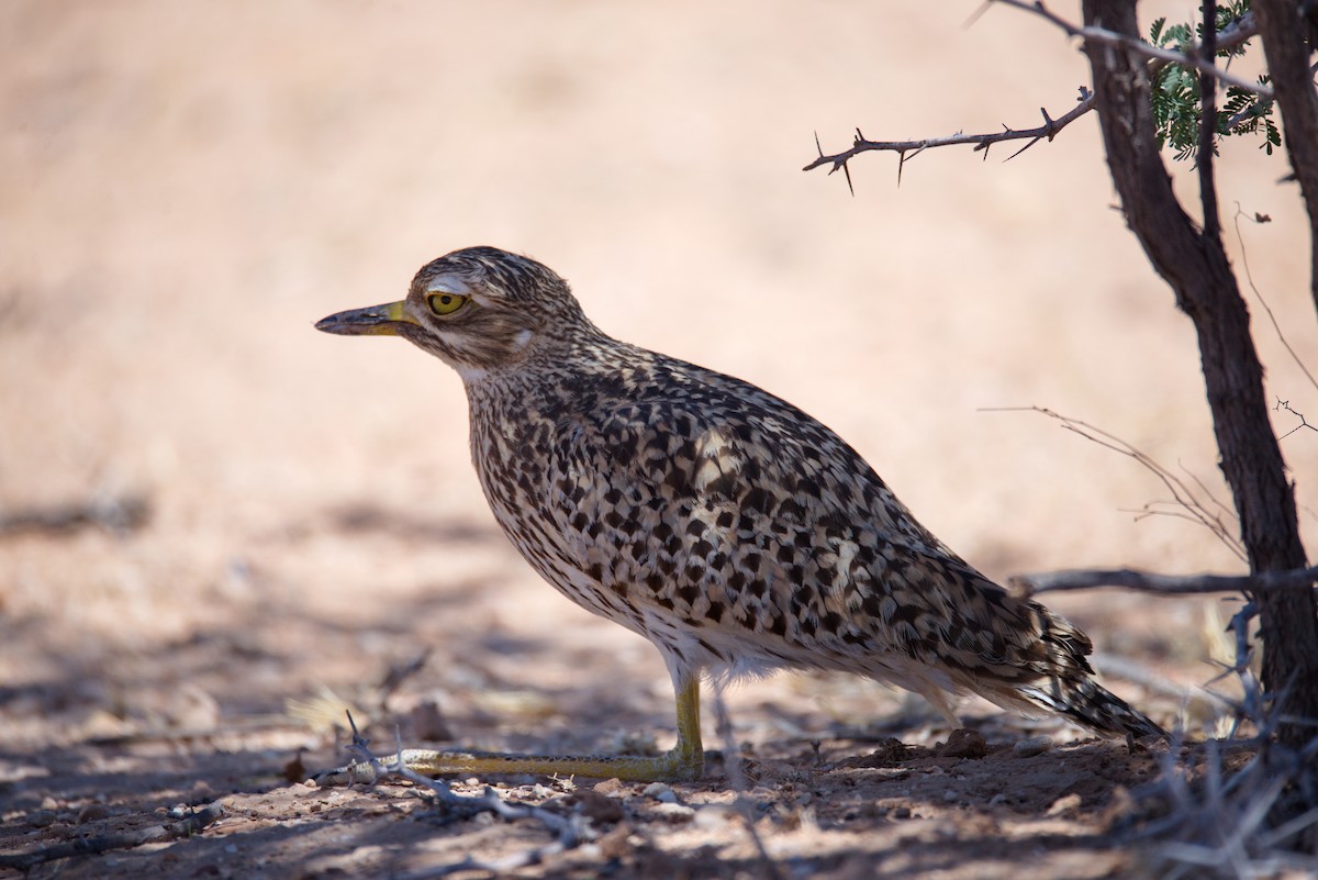 Spotted Thick-knee - ML414163781