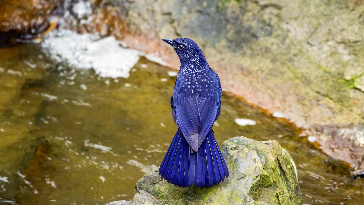 Blue Whistling-Thrush - ML414163991